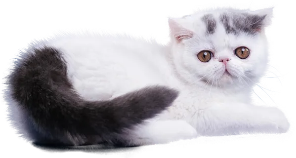 免扣素材实物猫咪摄影 免扣素材实物猫咪摄影