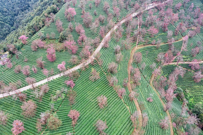 南涧无量山茶园