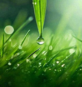 春天草地绿叶上的露珠，惊蛰雨水谷雨摄影图