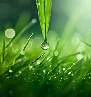 春天草地绿叶上的露珠，惊蛰雨水谷雨摄影图