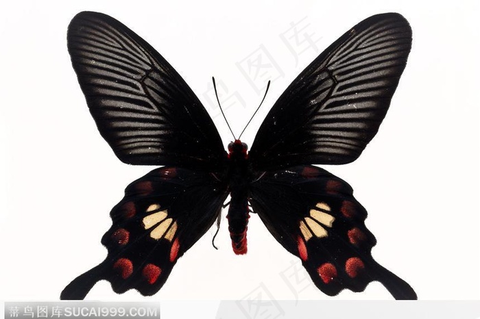 蝴蝶标本（彩蝶）