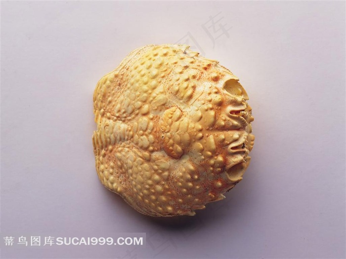 贝壳素材图片