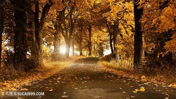 秋季树林美景壁纸