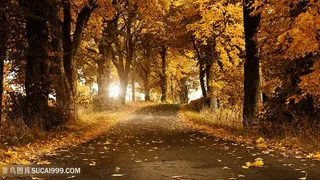 秋季树林美景壁纸