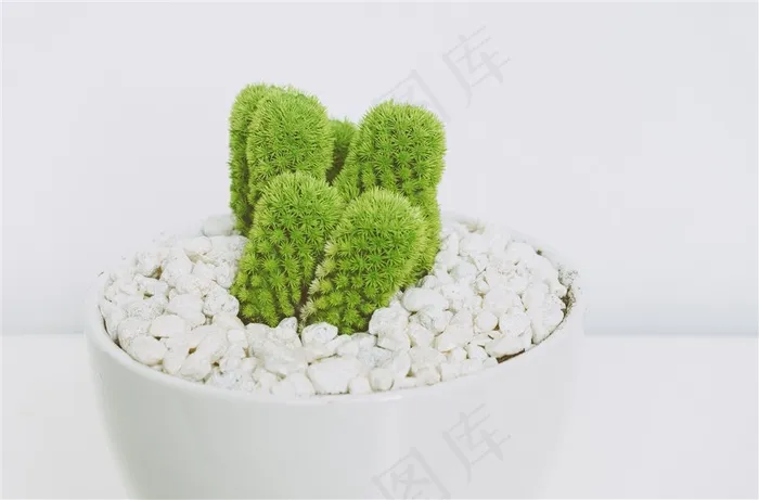 仙人掌盆栽大图