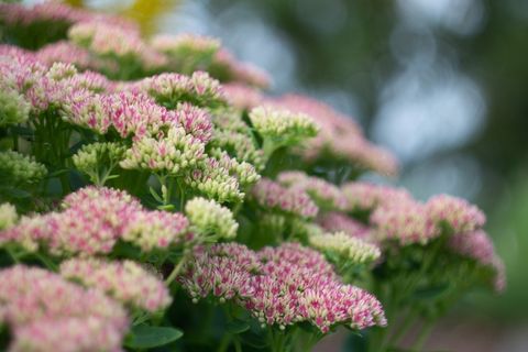 盛开花朵小红花