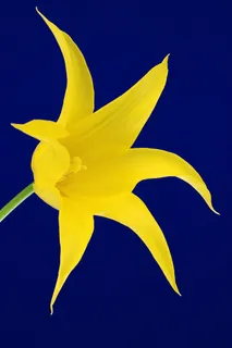 黄花一朵一 黄花一朵一