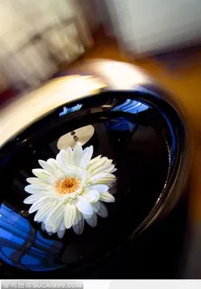 水盆中一朵精美的白菊花