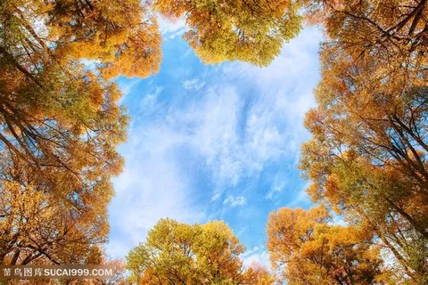 秋天的树木蓝天白云 秋天的树木蓝天白云