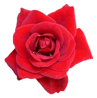 鲜花玫瑰免扣素材