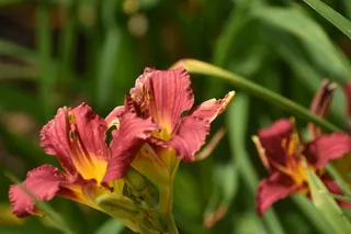 萱草花盛开图片