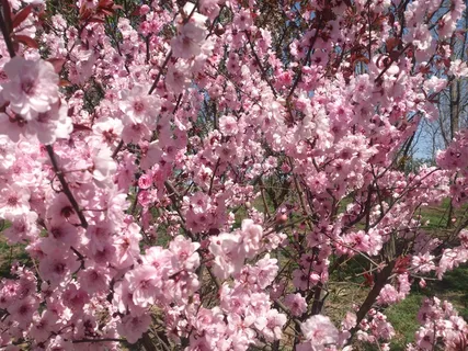 粉色樱花图片 粉色樱花图片
