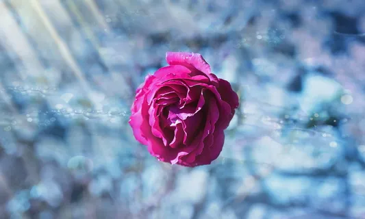 玫红色玫瑰花图片 玫红色玫瑰花图片