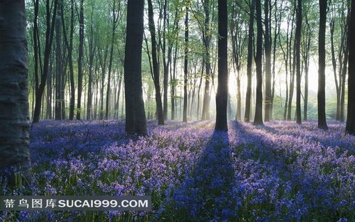 树林里的紫色薰衣草花田