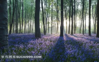 树林里的紫色薰衣草花田