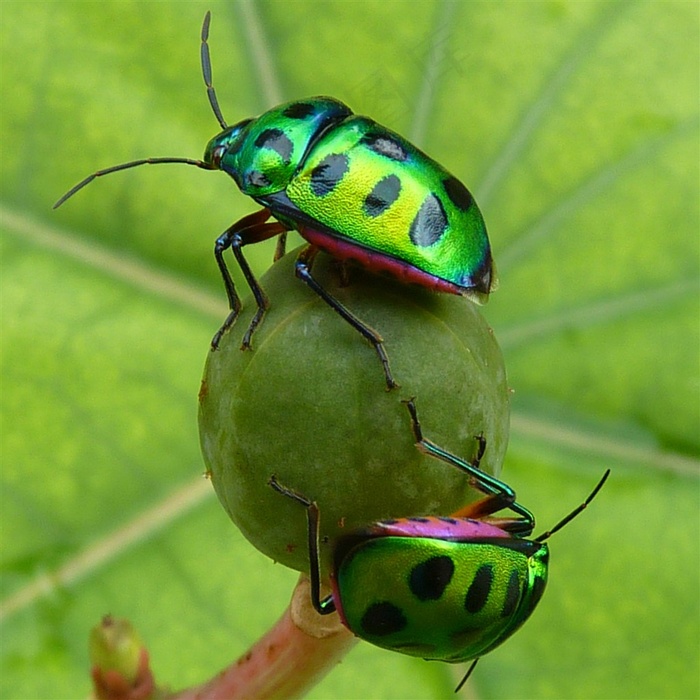 两只金绿色的瓢虫