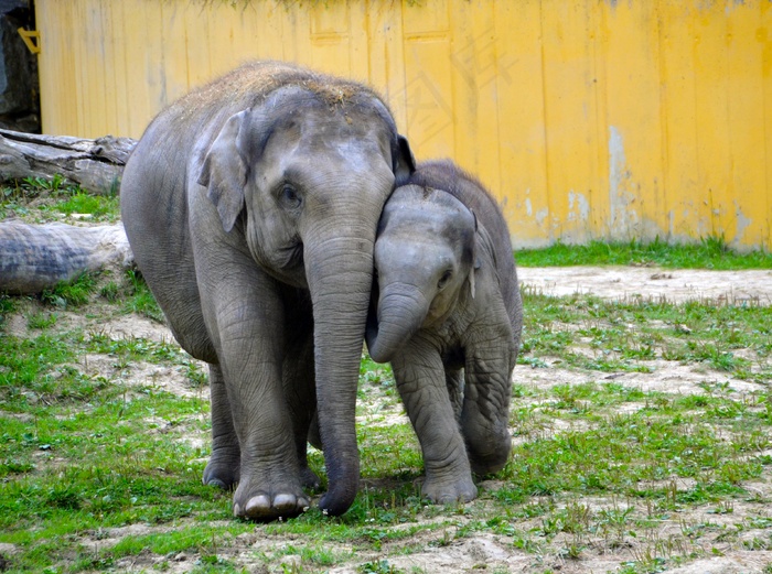 大象小象图片素材