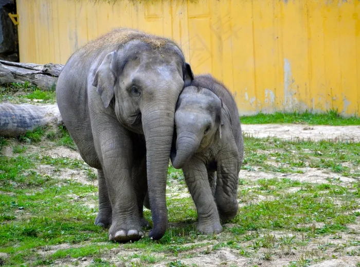 大象小象图片素材