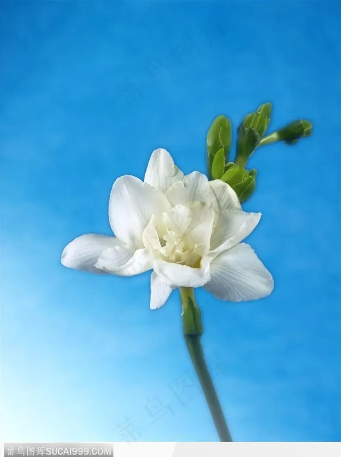 花束物语-一朵白色的花