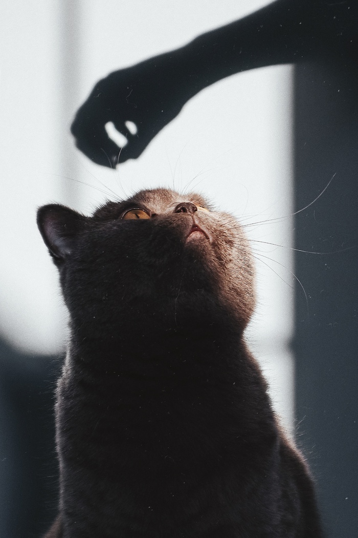 可爱猫咪猫猫摄影素材