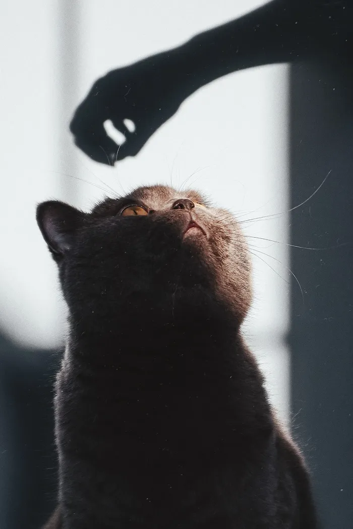可爱猫咪猫猫摄影素材