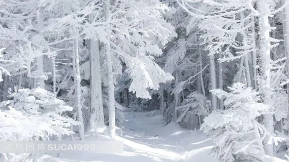 冰雪包裹的树林 冰雪包裹的树林