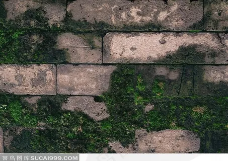 长青苔的老砖墙