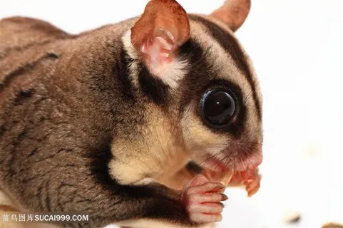 吃果冻的可爱蜜袋鼯高清 吃果冻的可爱蜜袋鼯高清