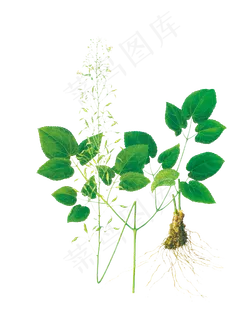 手绘草本中药药材