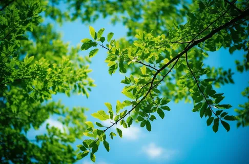 绿色的树枝和蓝天的照片风格仰拍摄影摄影图桌面壁纸 绿色的树枝和蓝天的照片风格仰拍摄影摄影图桌面壁纸