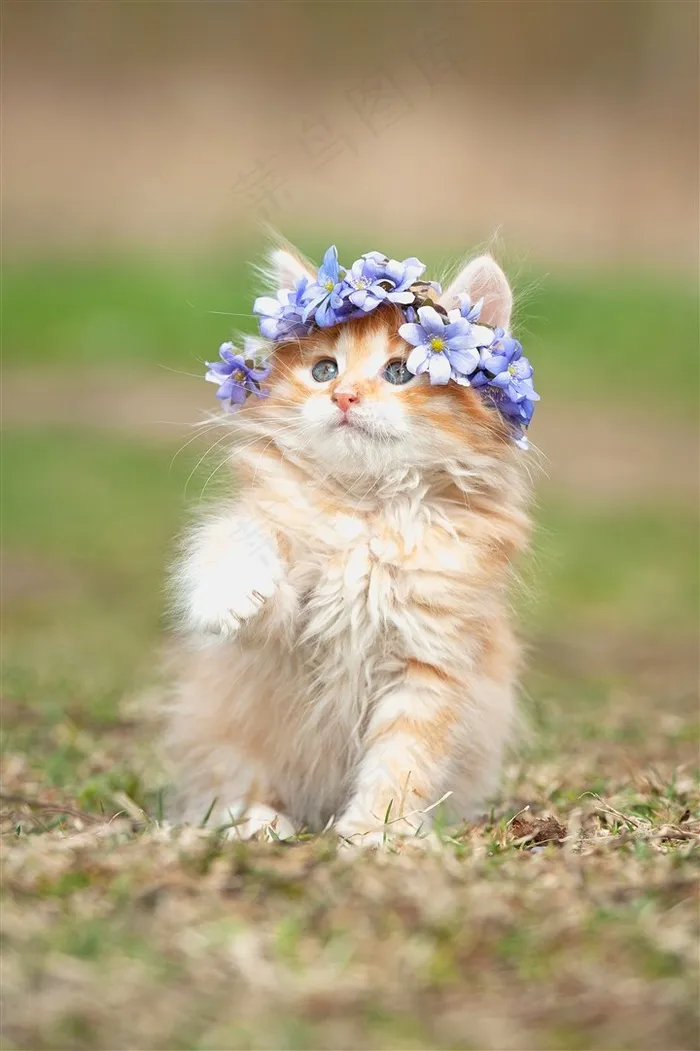 草地上的猫咪图片素材