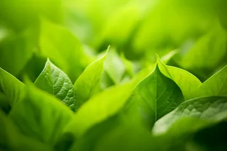 春夏绿叶植物摄影图