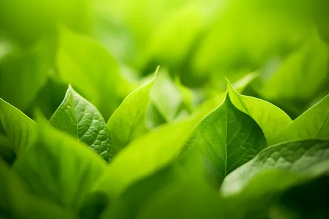 春夏绿叶植物摄影图 春夏绿叶植物摄影图