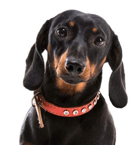 腊肠犬 PNG免抠(565x585)