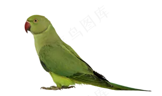 鹦鹉鸟元素