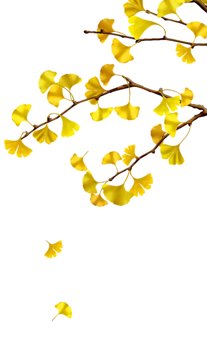 鲜花png-花朵png-叶子png-花卉-秋季金色银杏叶子免扣