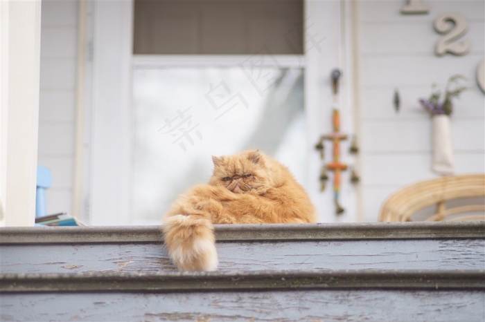 躺着睡觉的小猫大图