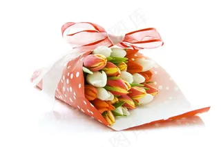 郁金香鲜花摄影素材