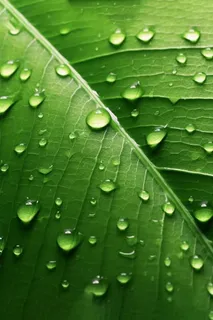 露珠绿叶摄影背景