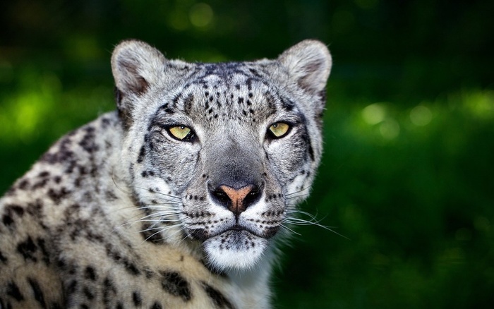 动物世界矫健的雪豹高清素材大图