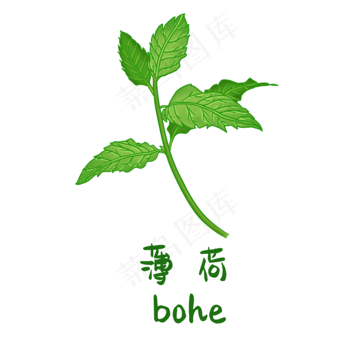 手绘草本中药药材薄荷