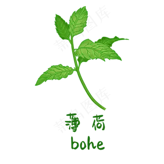 手绘草本中药药材薄荷