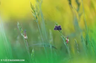 唯美紫色蝴蝶麦穗植物图片