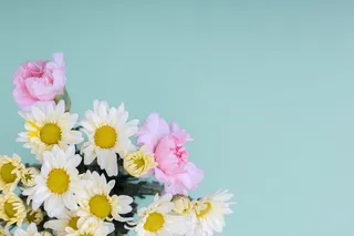 白色纯洁雏菊摄影素材