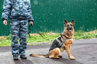 军人与警犬图片