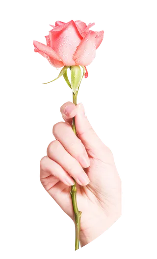 手拿玫瑰手势免抠png