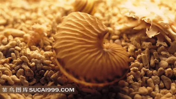 唯美的海贝摄影