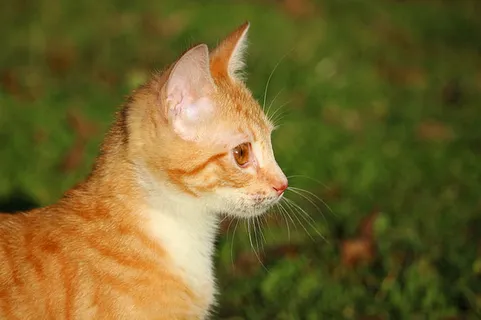 可爱猫咪 动物 素材 奶萌 (177) 可爱猫咪 动物 素材 奶萌 (177)