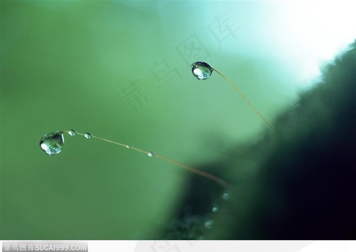 自然生物-苔藓上的水滴