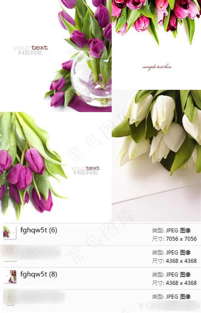 紫色郁金香高清素材